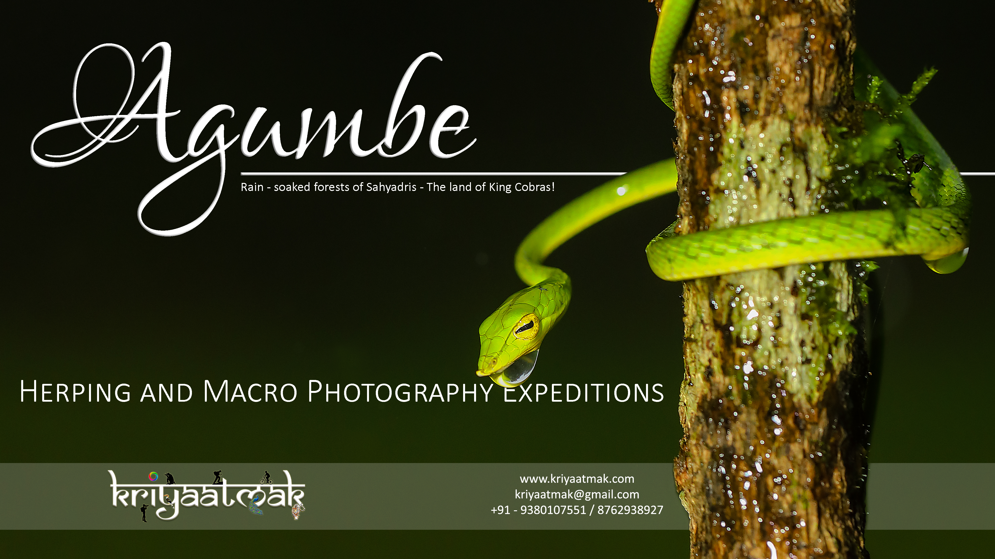 Agumbe Macro