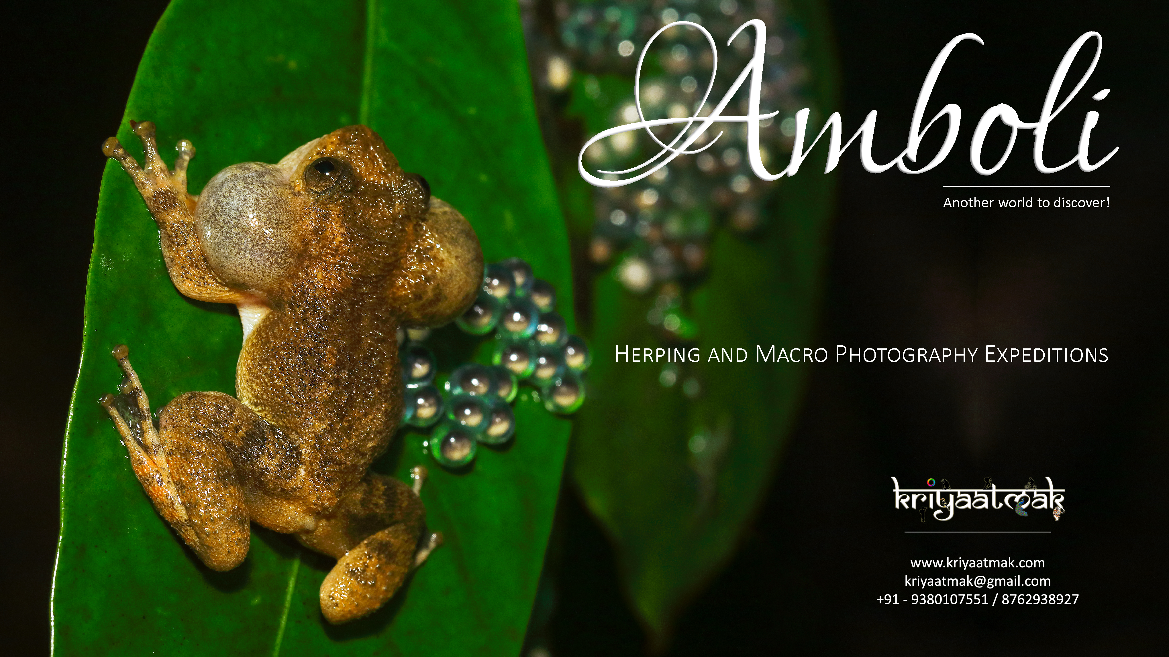 Amboli Macro