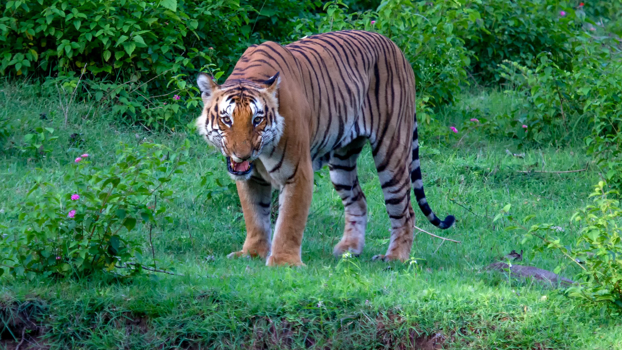 Tiger Bandipur